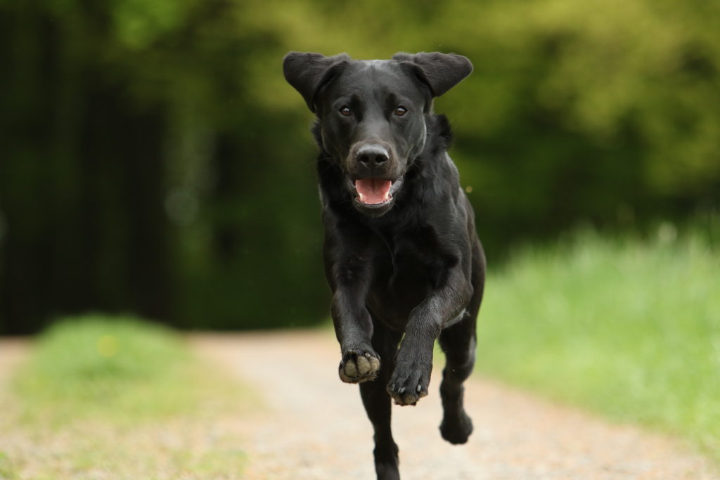 „Forschung rund um den Hund. Was gibt es Neues 2018/2019?“ BHV Akademie