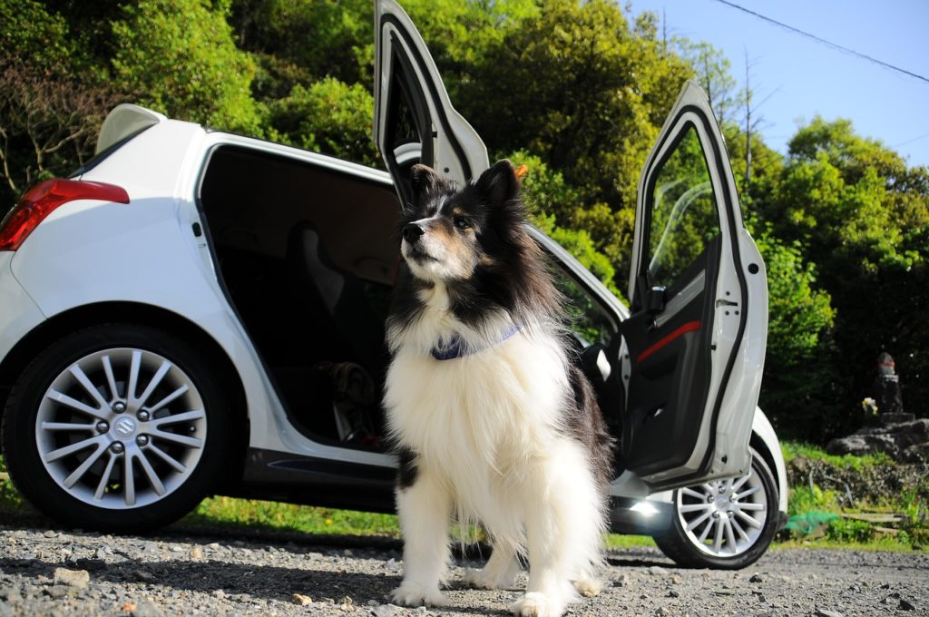 bhv hund