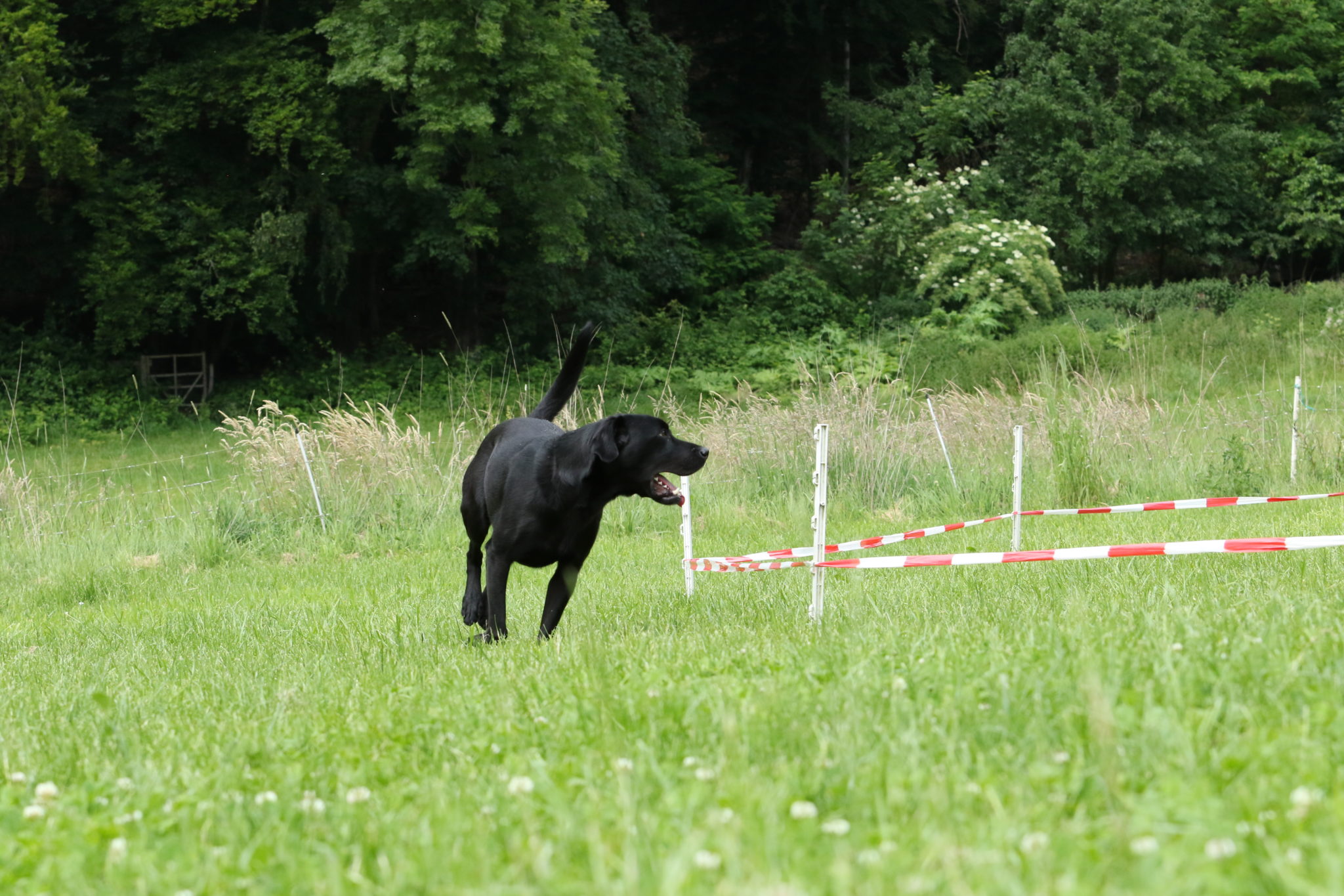 Zusatzqualifikaton für Hundetrainer/innen Longiertraining für den Hund