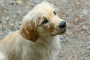 Lob und Strafe beim Hund