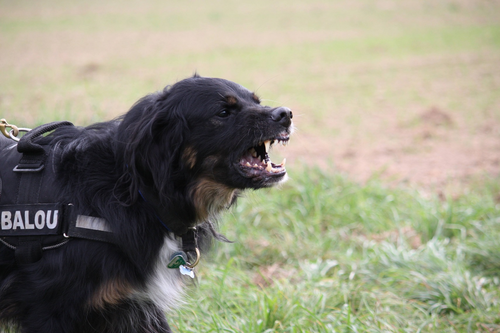 Verhaltenstherapie beim Hund - eine ganzheitliche Betrachtungsweise (Lehrgang für Tierärzt*innen)