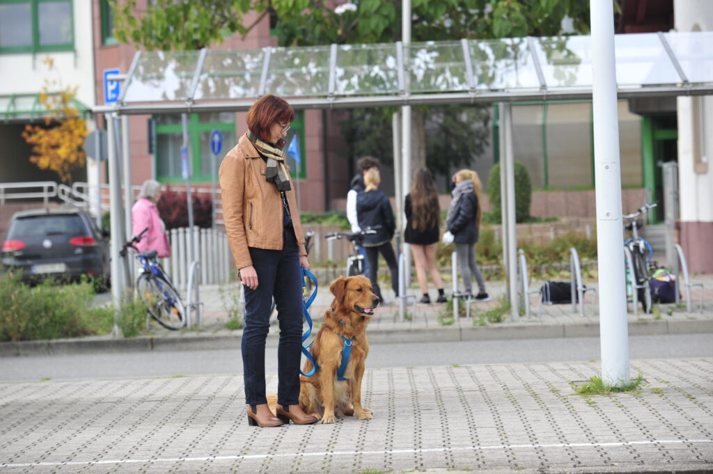 Prüferschulung BHV-Hundeführerschein - Altprüfer*